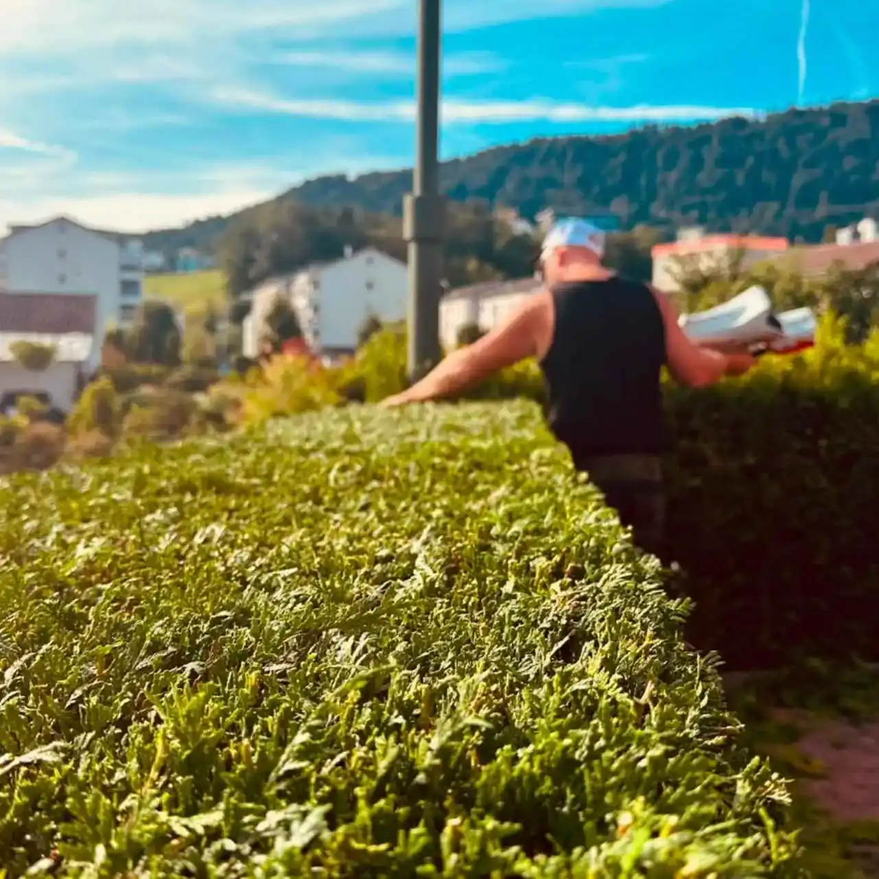 Allround‑Handwerker pflegt Hecke im Außenbereich